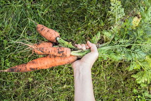 角麻與天麻有什么區(qū)別
