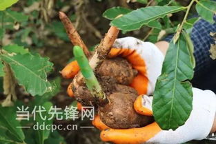 我 住在貴州,心中掛著這灣水這片林