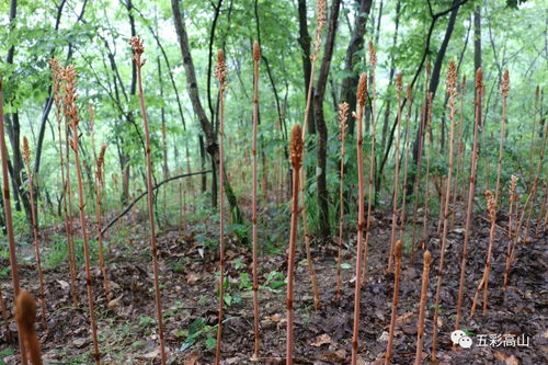 市烏江經(jīng)濟走廊建設開發(fā)專題調(diào)研組前來高山調(diào)研