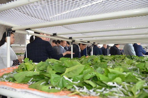 回眸 十三五 奮進(jìn)新征程 產(chǎn)業(yè)鋪就致富路 鎮(zhèn)巴縣農(nóng)業(yè)農(nóng)村局 十三五 產(chǎn)業(yè)脫貧工作綜述