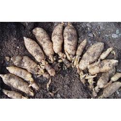 野生天麻功效 秦嶺山脈農(nóng)產(chǎn)品經(jīng)濟(jì)實(shí)惠 寧波野生天麻