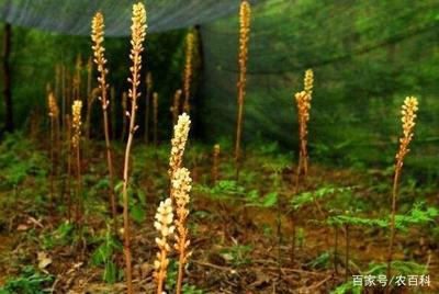 天麻的功效與作用禁忌,能祛風(fēng)止痛忌易過(guò)敏者食用
