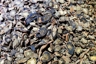 盛夏季節(jié) 滋補飲品市場魚龍混雜 展銷會上的飲品你敢買嗎