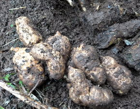 商南這種東西好處居然這么多 泡水 泡酒 做美食都可以......