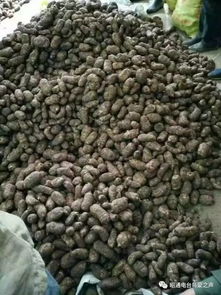 彝鄉(xiāng)寶藏 天麻之外，還有這些生態(tài)饋贈(zèng)值得品味