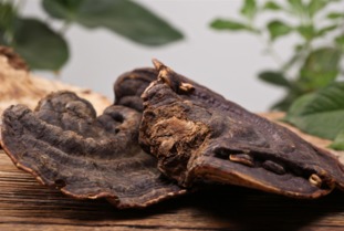 麗江特產珍品 靈芝與天麻的選購指南與聯系方式